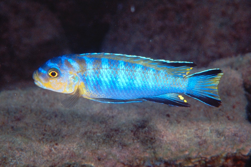 Chindongo cyaneus 'Chinyamwezi Island'